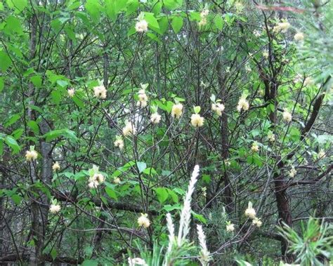 North Carolina Native Plants Society Native Plants Gallery