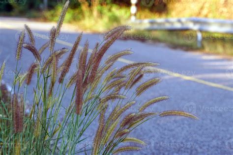 pluma pennisetum o hierba de la misión crece en matas a lo largo de la