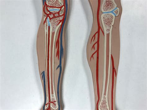 Major Arteries Of The Lower Extremities Diagram Quizlet