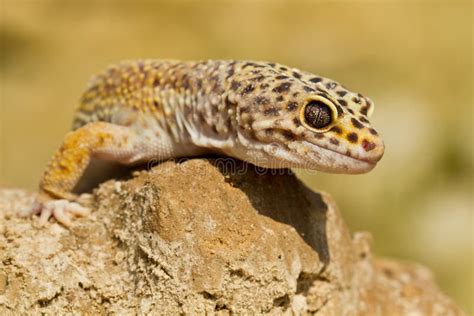 Leopard Spotted Gecko Stock Photo Image Of Amphibian 9351014