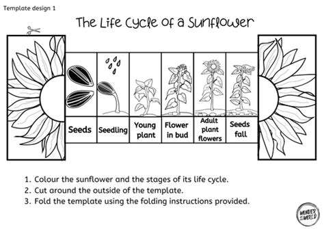 Sunflower Life Cycle Foldable Teaching Resources