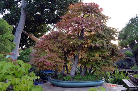 Acer Palmatum Deshojo Blog Bonsai Colmenar