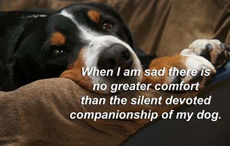 Famous Pet Quotes and Sayings, Cute Status About Animals