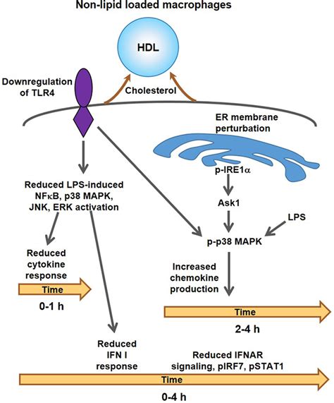 Anti Inflammatory Effects Of HDL High Density Lipoprotein In