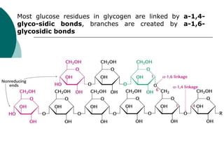 Glycogen synthesis.ppt | Free Download