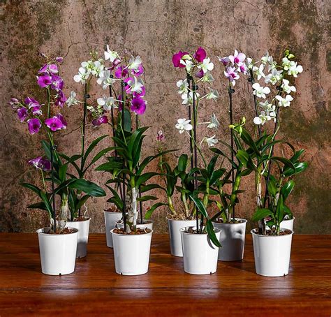 Orquídea denphal cores variadas Jardim Exótico Mudas