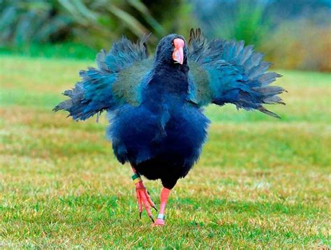 South and North Island Takahē | DinoAnimals.com