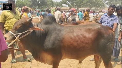 মঙ্গলবার ৯ মে২৩ কত টাকা মন দরে চট্টগ্রামের ব্যবসায়ী মাংসের ওজনে কুরবানীর ষাঁড় গরু কিনলেন