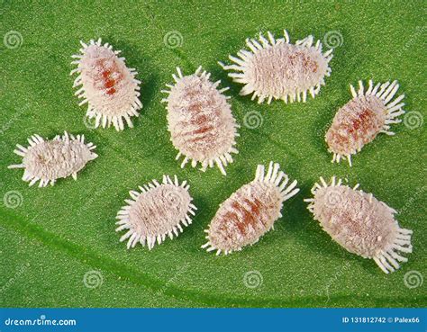 Pineapple Mealybug Dysmicoccus Brevipes Stock Photo Image Of