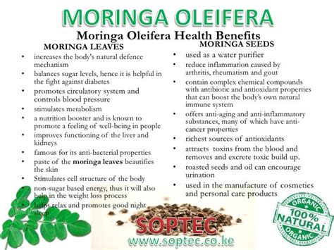 Rainbow Tz Blog Healthbenefits Of Moringa Leaves And Seeds