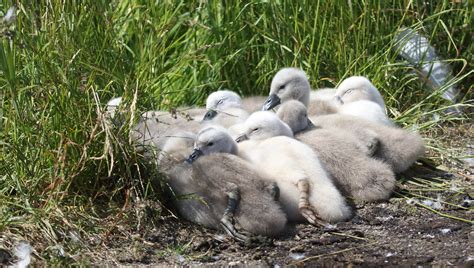 Cygnus Olor Mute Swan Knobbelzwaan Denmark Han Onderwater Flickr