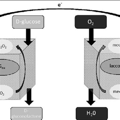 4 Schematic Of A Typical Enzymatic Fuel Cell Download Scientific Diagram