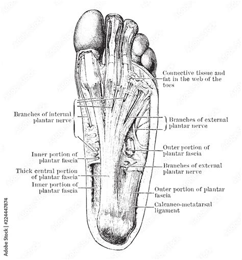 Nerves of the Foot, vintage illustration. Stock Vector | Adobe Stock