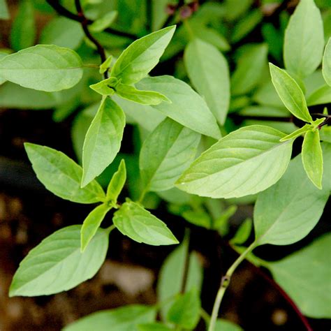 Buy Basil Thai Basil Organic Seeds Organic Gardening Catalogue