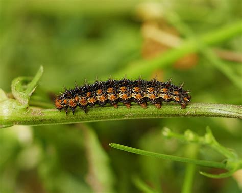 Issoria Lathonia Linnaeus Priamus Documentary