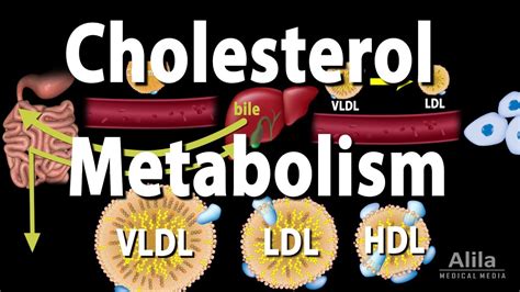 Cholesterol Metabolism Ldl Hdl And Other Lipoproteins Animation