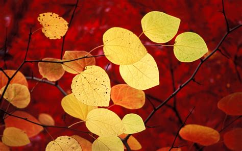 Wallpaper Sunlight Leaves Nature Red Branch Yellow Circle