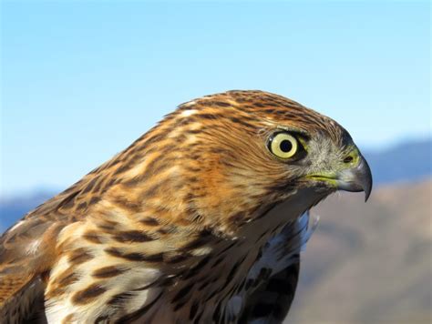 Climate Change Is Decimating Mojave Desert Birds | LAist