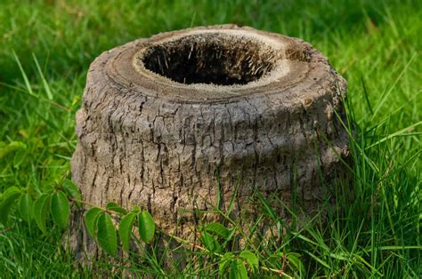 Palm Tree Stump Removal 8 Helpful Tips And Tricks