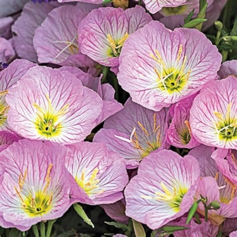 Showy Evening Primrose Flower Oenothera Speciosa Seeds Etsy In