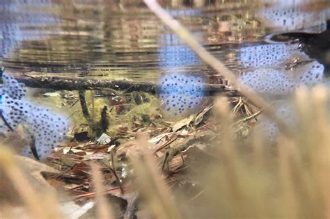 Spotted salamander eggs – Seashore to Forest Floor