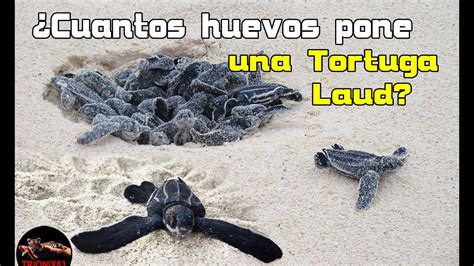 Cuántos HUEVOS PONE UNA TORTUGA MARINA Tortuga laud gigante YouTube