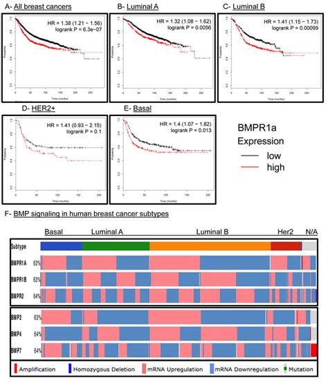 deletion   bmp receptor bmpra impairs mammary tumor formation