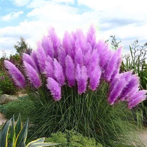 Purple Pampas Grass Seeds Ornamental home garden bonsai pot Plants ...