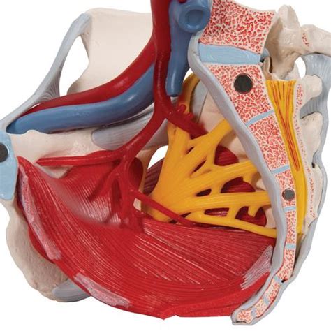 Female Pelvic Floor Nerves