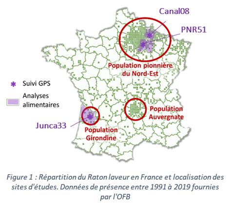 Tude De L Co Thologie Du Raton Laveur Procyon Lotor En France