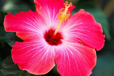 Pink Hibiscus Flower