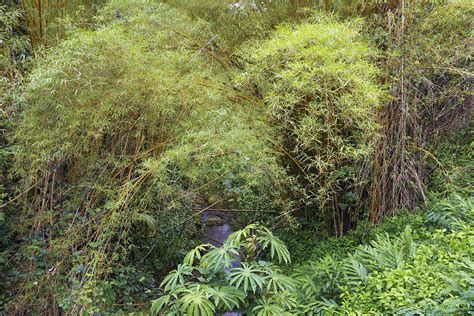 Trees At Akaka Falls State Park Big Island Hawaii Usa America