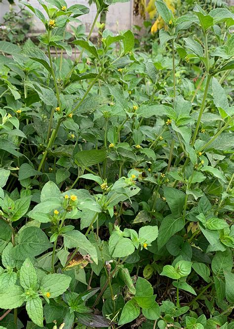synedrella nodiflora  herb shed