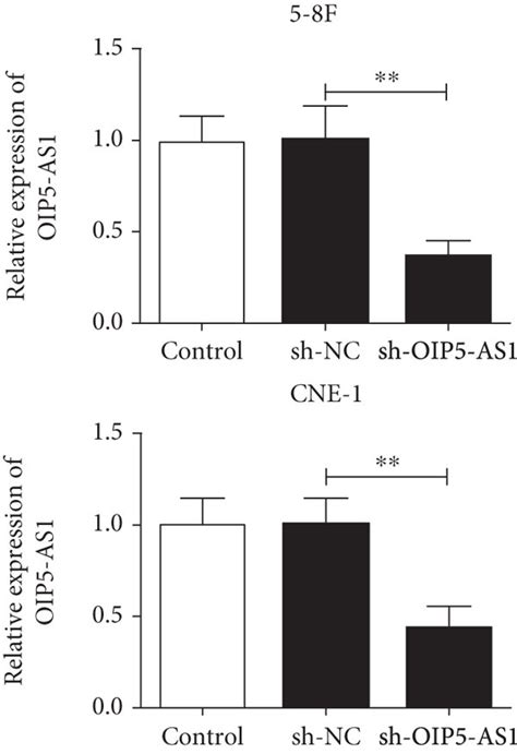 Knockdown Of Oip5 As1 Inhibits The Proliferation Of Npc Cells A