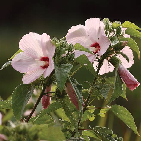 Hibiscus laevis (Halberdleaf Rose Mallow)