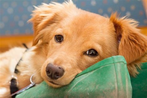 Golden Dox Dog Breed Everything About Golden Retriever X Dachshund