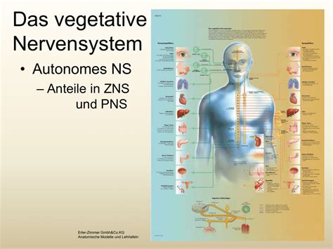 Vegetat Nervensystem