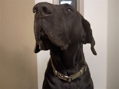 park county animal shelter cody wy 10