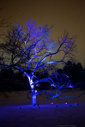 Morton Arboretum Illumination 10 | Morton arboretum, Arboretum, 10 tree