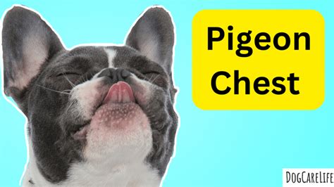 Pigeon Chest in a Dog: Causes, Symptoms, and Treatment Options - DogCareLife