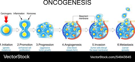 Os Oncogenes São Silenciados Por