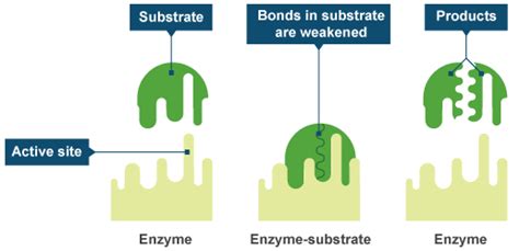 Bbc Intermediate 2 Bitesize Biology Enzyme Action Revision Page 3