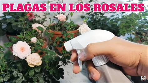 Rosales Plagas Y Enfermedades Chuyito Jardinero Youtube