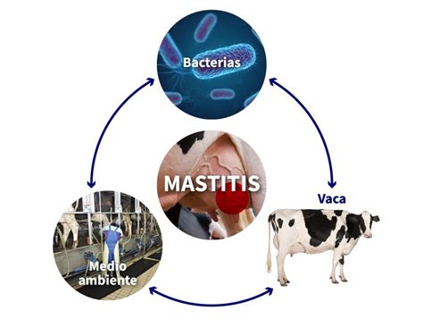 Como Afecta La Mastitis En La Calidad De La Leche