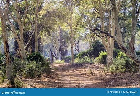 Fever Tree (Vachellia Xanthophloea) Forest in Kruger Park Stock Photo ...