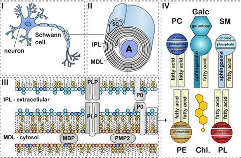 The Structure Of Peripheral Nervous System Myelin Sheath Schematic