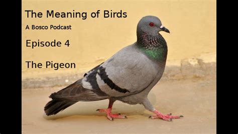 The Pigeon - The Meaning of Birds episode 4 - YouTube