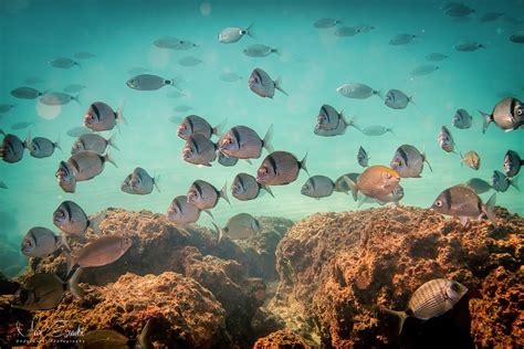 Common Two Banded Sea Bream Photograph By Meir Ezrachi Fine Art America