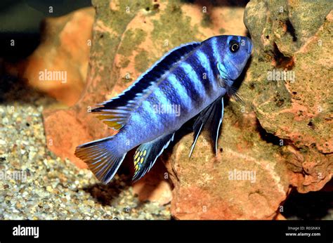 Cichlid Tank Hi Res Stock Photography And Images Alamy