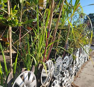 Sugarcane Gardening Solutions University Of Florida Institute Of